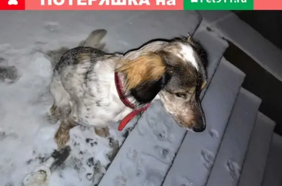 Найдена собака в Подольске: ул. Пионерская, 1