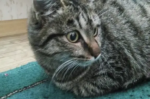 Найдена кошка в Иркутске, бульвар Рябикова, 10Б