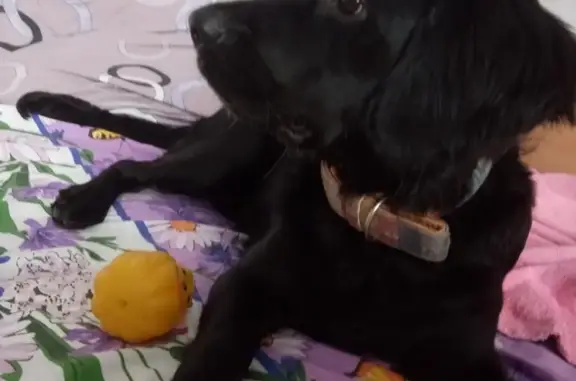Пропала собака Тесса в Рубцовске, Алтайский край