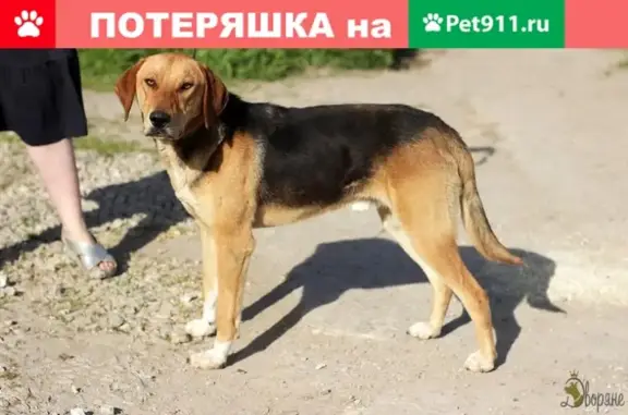 Пропала собака в Калуге, помогите найти!