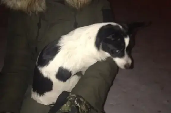 Найдена собака в Ленинском районе без ошейника