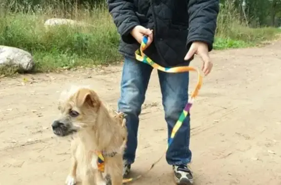 Пропала собака Буся на Лангиной, Луга