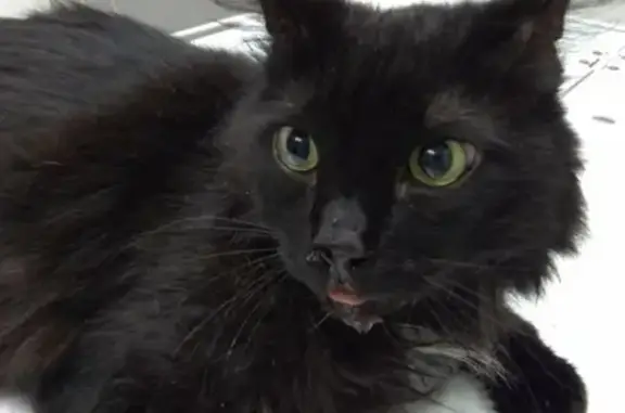 Найдена кошка в Магнитогорске, требуется лечение.