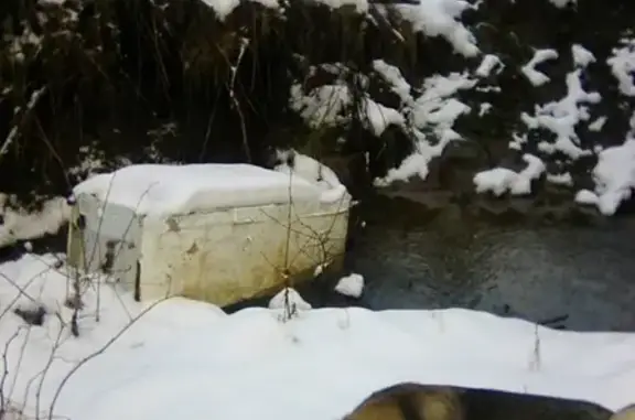 Пропала собака: западно-сибирская лайка в Кужбе, Республика Коми