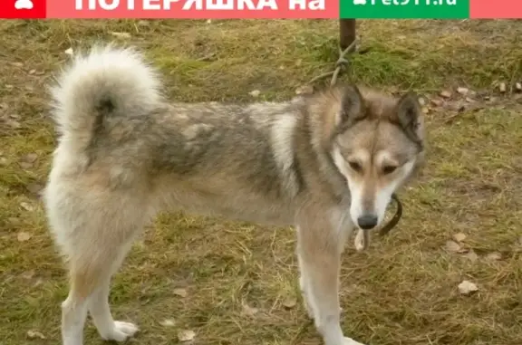 Пропала собака в Краснодаре, п. Индустриальный, вознаграждение!