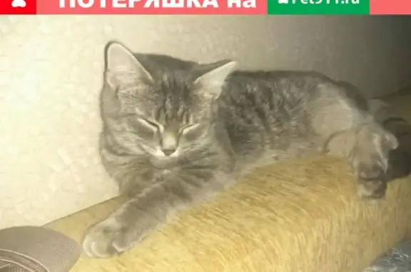 Найден котенок на Заподносибирской 12к2, нужен хозяин!