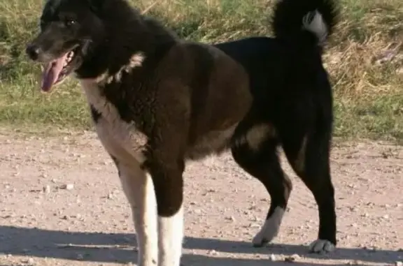 Найдена собака Лайка в ОДНТ, фото в VK