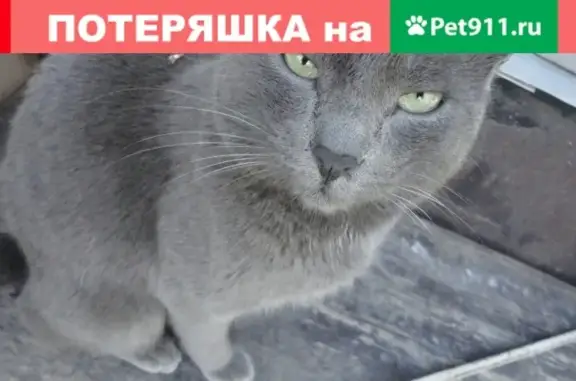 Пропала кошка на Винокурова-76, помогите найти!