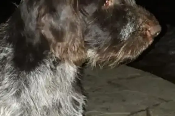Пропала собака в Костроме, район ТРЦ Галерея