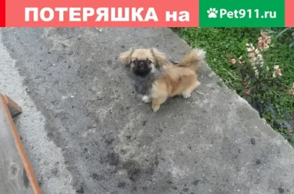 Собаки потеряшки, Ясногорск, фото: Потеряшка собака Мартин в Ясногорске, Забайкальский край