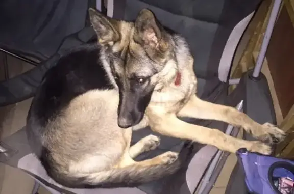 Пропала собака Альма в Подольске, Московская область