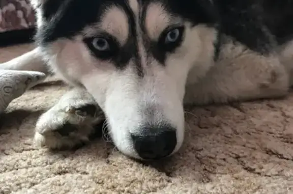 Собаки потеряшки, Алферово, фото: Потеряшка собака в с. Алферова, нужна помощь!