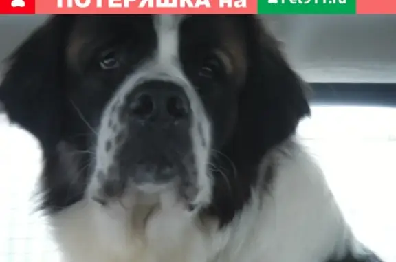 Пропала собака БЕНЯ в Щербинке, район Магнолии