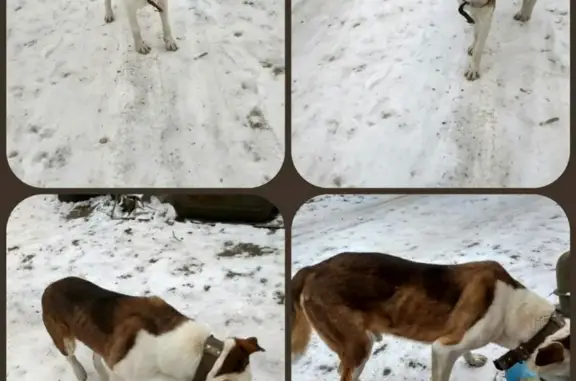 Найдена собака в ошейнике в деревне Карамышево