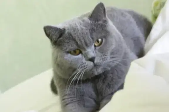 Пропала кошка в Гатчине, серая британская порода, зовут Пуша, тел. указан.