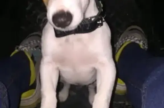 Найден щенок породы Джек Рассел в районе квартала в Анапе