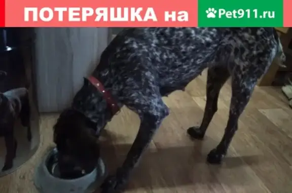 Найдена охотничья собака в Сызрани!