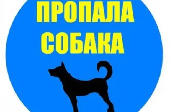 Пропала собака в Магнитогорске #потеряшка@zoo_mgn