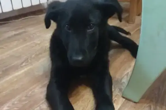 Найдена собака в Соловьиной роще в Смоленске