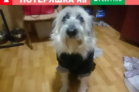 Пропала собака Нюша на ул. Юбилейной, Электросталь, МО!