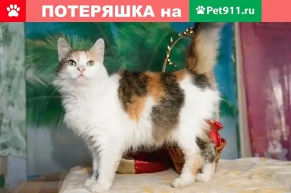 Пропала кошка Ласка в районе Кловки, Смоленск [id181451653]