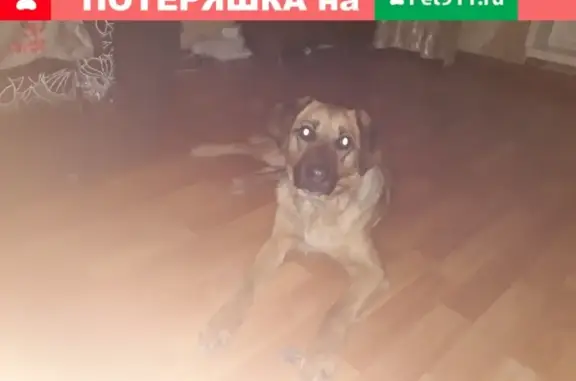 Найдена собака по ул. Труда 9, Челябинск