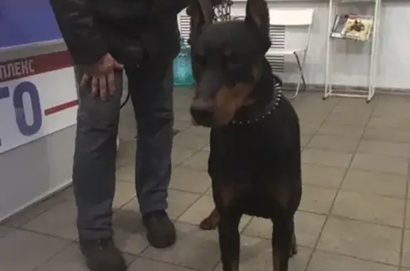 Найдена собака в районе Фанеры, Череповец