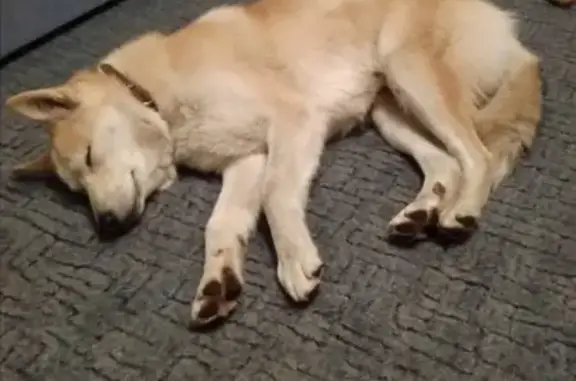 Найдена собака в Москве, Новокосино