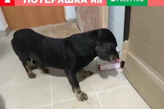 Найден пес породы такса в районе Мизиново (Орловский)