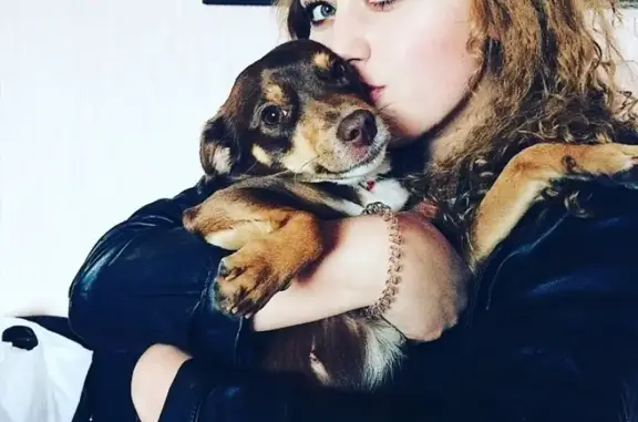 Пропала собака Муся в Нефтеюганске