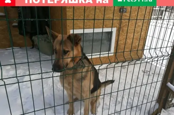Пропала собака с ошейником в Рубцовске
