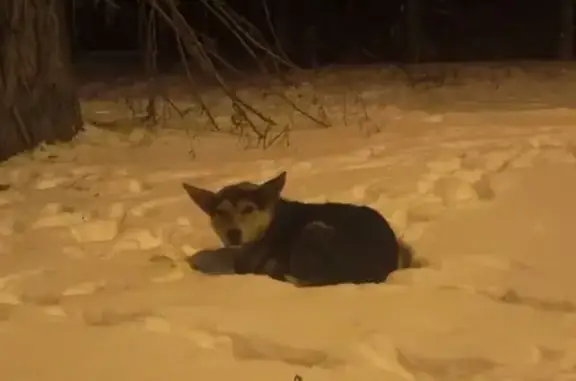 Найден пес на Свердловском проспекте, ищем хозяев