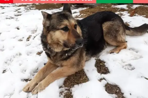 Пропала собака Чара в Советске, Калининградская область