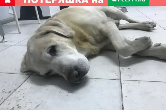 Найдена собака на Севастопольском пр-те, ищем хозяев.
