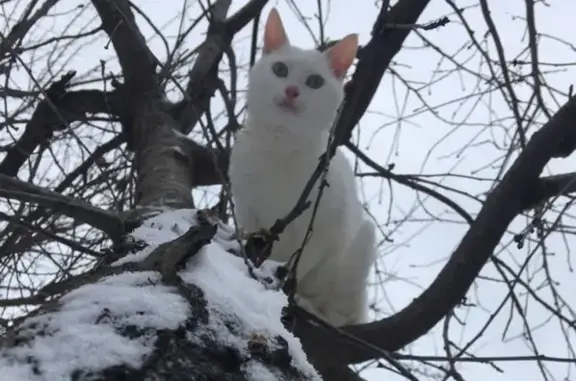 Кошки потеряшки, село Бородино, фото: Потеряшка кот Вася в Бородино, Крым