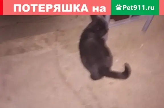 Найдена кошка в Чебоксарах без одного уха