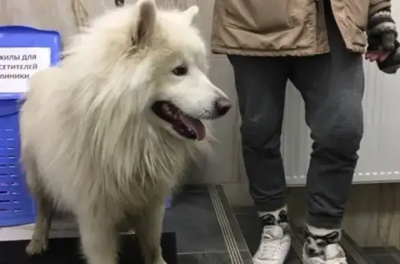 Найдена собака в Москве, ул. Марьиной Рощи