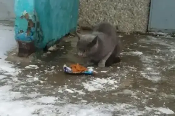 Пропала домашняя кошка на ул. Лаврова, Пермь