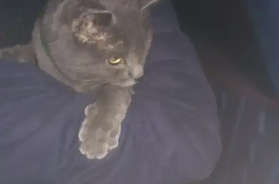 Найден серый британский котик с ошейником в Магнитогорске