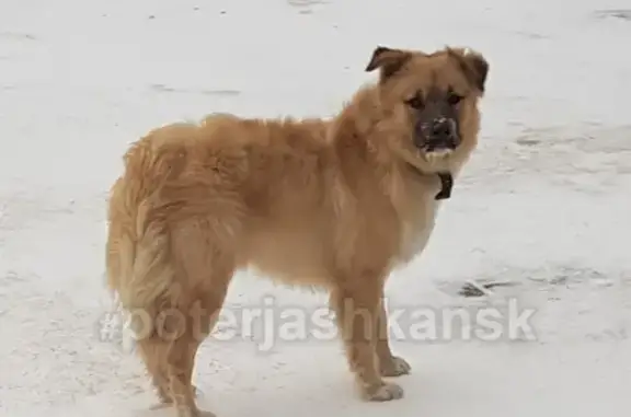 Найдена собака на Немировича-Данченко, ищем хозяина!