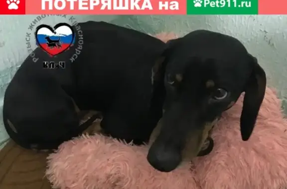 Найдена собака на Мате Залки, Красноярск.