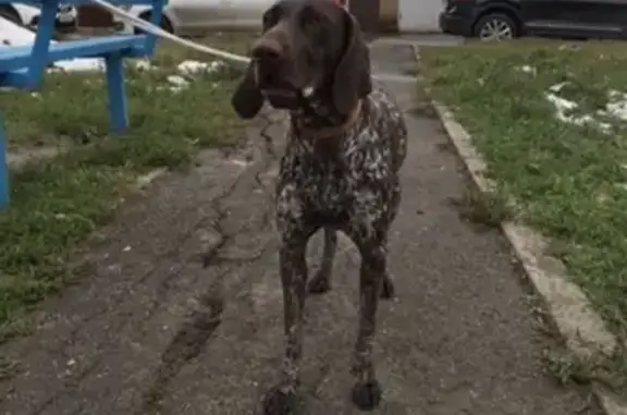 Найдена собака в Краснодаре, Славянский микрорайон