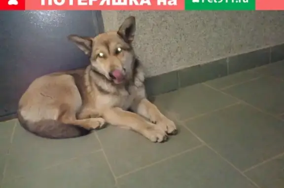 Найден щенок в Сергиевом Посаде