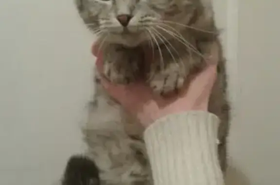 Найдена кошка на Мирошникова