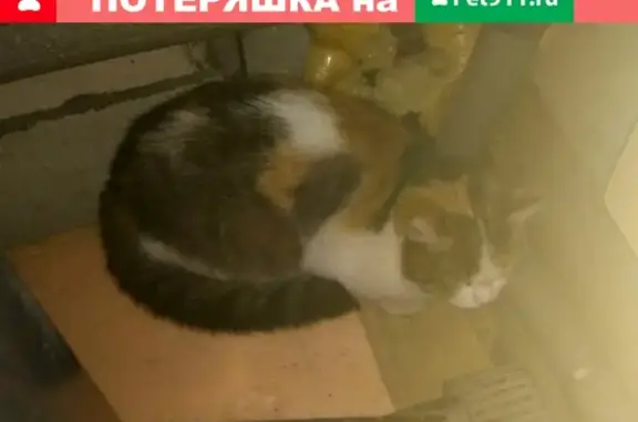 Найдена кошка в микрорайоне Южный, Пермь.