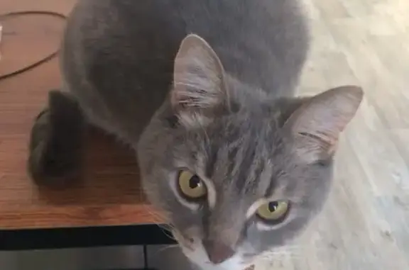 Потерянные животные Ижевск, фото: Пропала кошка Муся в Ижевске, мкр. Дубровка