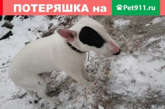 Найдена собака на оз. Ильменское, ищем хозяев
