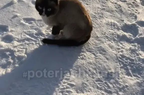 Найдена кошка на улице Лобова