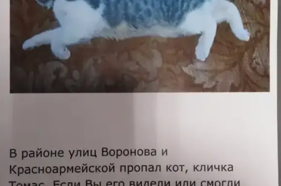 Пропала кошка Томас в посёлке Афипский, ул. Воронова и Крачноармейская.