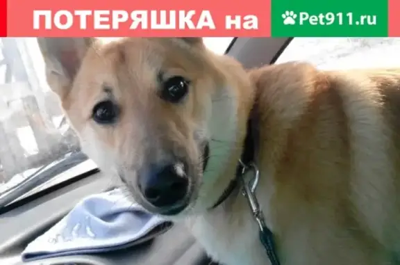 Пропал пёс в Коряжме, Россия.